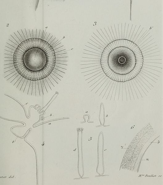 File:Annales des Sciences Naturelles Botaniques (1862) (18220680380).jpg