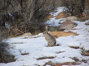 Jack rabbit in Antelope Island State Park