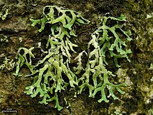 Sprigs of lichen on rocks