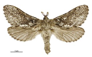 <i>Aoraia aurimaculata</i> Species of moth