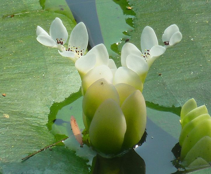 File:Aponogeton distachyos, blom, Manie van der Schijff BT, b.jpg