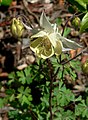 Aquilegia fragrans