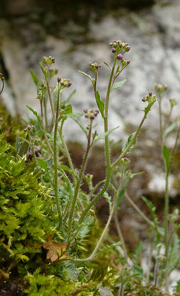 File:Arabidopsis arenosa subsp. borbasii 080408.jpg