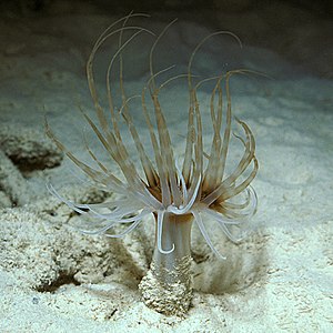 Banded cylinder rose (Isarachnanthus nocturnus)