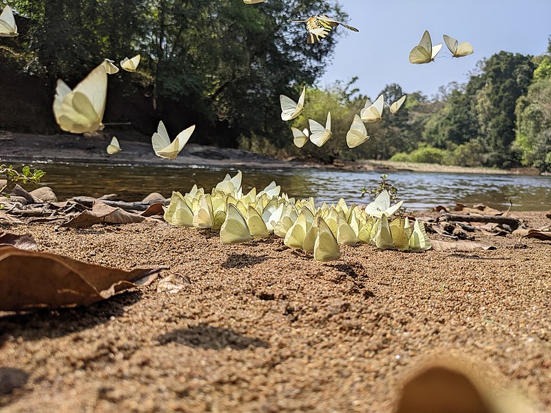 File:Aralam Wildlife Sanctuary during Annual Butterfly Survey 2022 (224).jpg