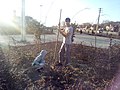 Arbor Day ceremony in Persia