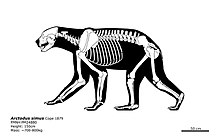 A skeletal drawing of the short-faced bear, evidence of which has been found by the Daisy Cave. Arctodus simus skeletal.jpg
