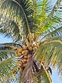 Kókuszpálma (Cocos nucifera)