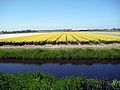 Flower fields