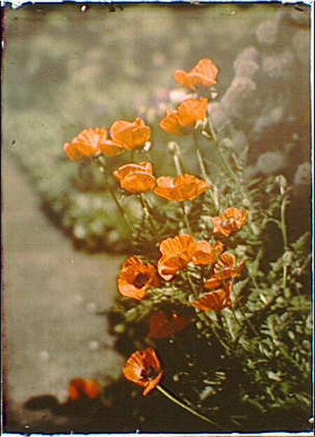 Tập_tin:Arnold_Genthe-California_golden_poppies,_Autochrome.jpg