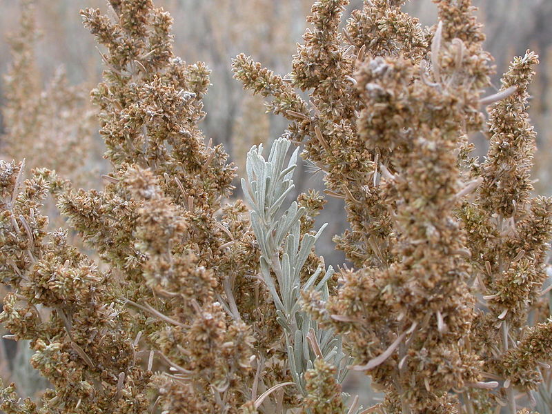 File:Artemisia tridentata tridentata (8467551637).jpg