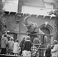 Artis zoo 1961