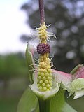 Miniatura para Arum cylindraceum