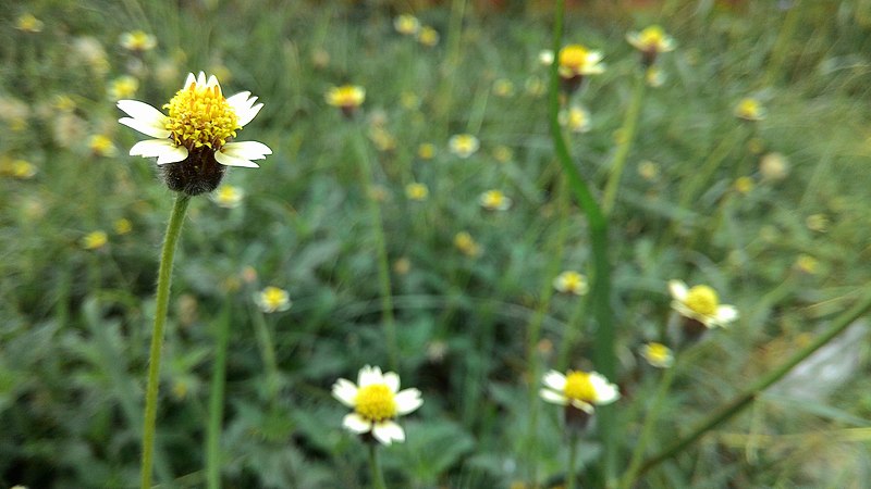 File:Arya.GLETANG-Tridax procumbens.2019.jpg