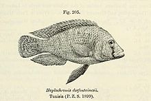 Astatotilapia desfontaiii Tunisie.jpg