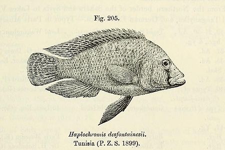 Astatotilapia desfontainii Tunisia.jpg