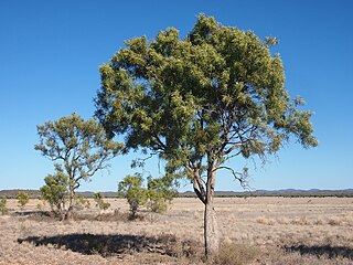 <i>Atalaya hemiglauca</i> Species of plant