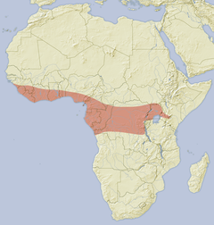 Atherurus africanus distribution map.png