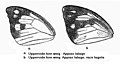 Comparison of forewings of two races of Spot Puffin Appias lalage, a Pierid.