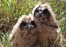 Two baby Marsh Owls rescued by Owl Rescue Centre in South Africa Baby Marsh Owls.jpg