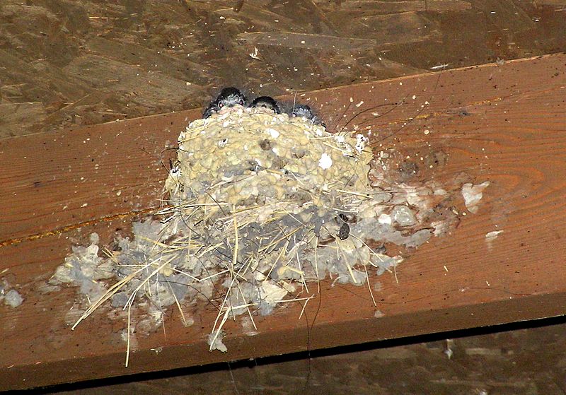 File:Baby barn swallows.jpg