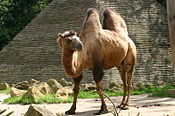 Camelus bactrianus (Kemel)