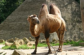 Chameau (Camelus bactrianus, Camelidae)