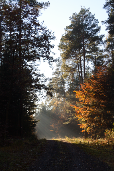 File:Bad Salzschlirf Steinberg Forest Road Mist NW.png