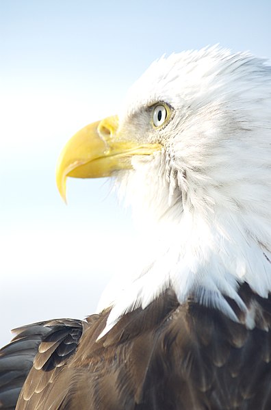 File:Bald Eagle Alaska (1).jpg