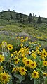 Balsamorhiza sagittata near Horselake, Chelan County Washington