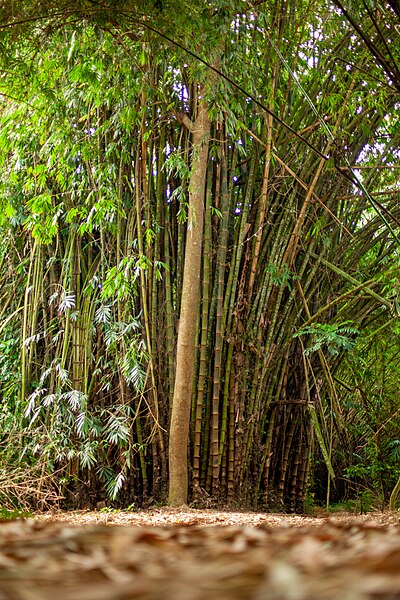 Bambou — Wikipédia