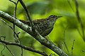 Banded wren