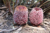 Banksia blechnifolia in late bud