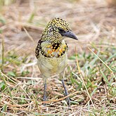 Barbudo cabecirrojo (Trachyphonus erythrocephalus), parque nacional de Tarangire, Tanzania, 2024-05-25, DD 83.jpg