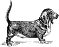 Basset Hound Dog (PSF).png