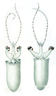 <i>Bathothauma lyromma</i> Species of squid