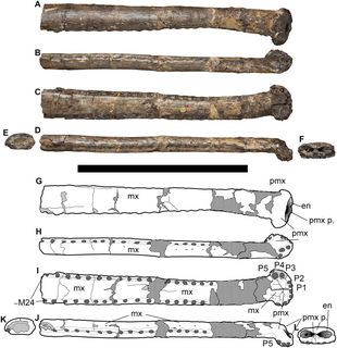 <i>Bathysuchus</i> Extinct genus of reptiles