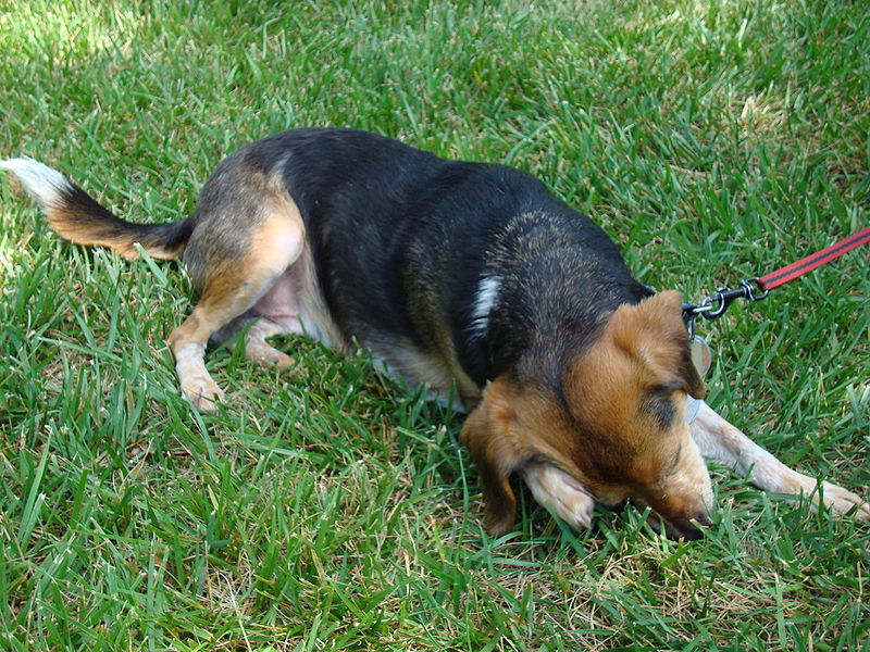 File:BeagleScratching.jpg