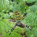 Argiope bruennichi (Bélgica).