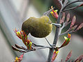 Ein Bellbird frisst an Blüten des Neuseelandflachs.