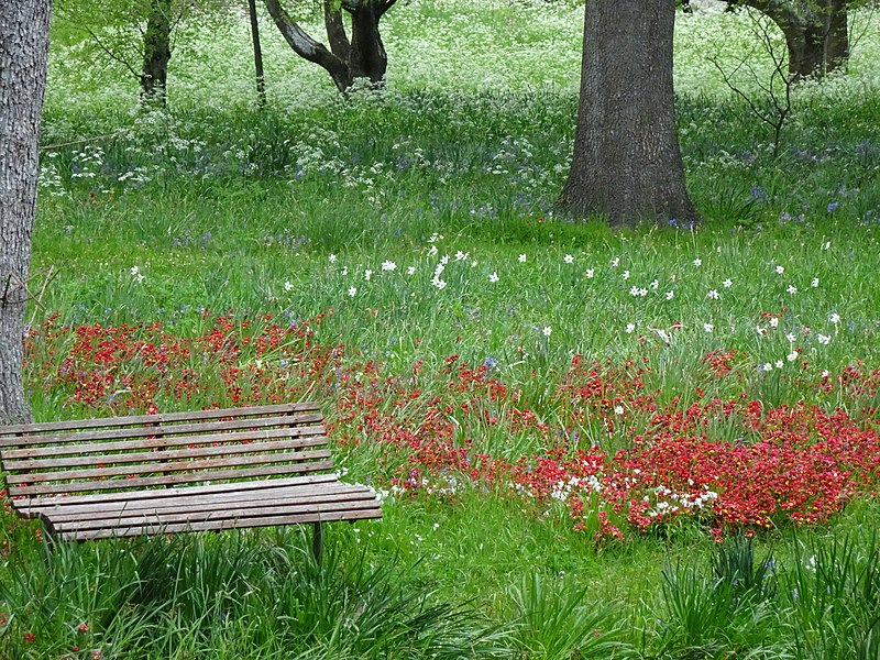 File:Bench Among the Daffodils - Flickr - mikecogh.jpg