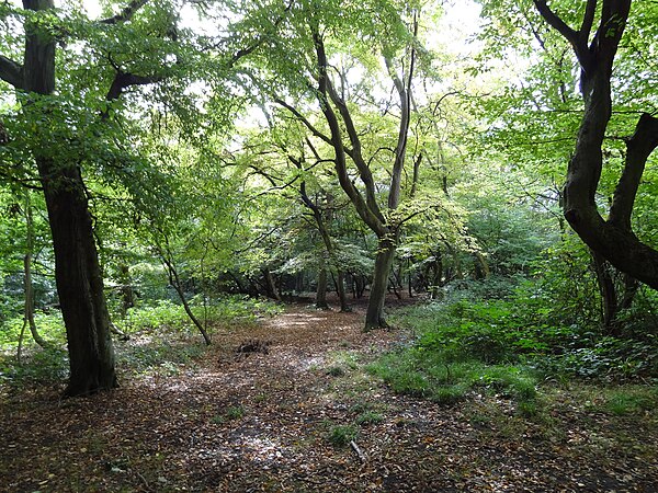 Heriot Wood, in the grounds of the Priory, probably dates back to the end of last Ice Age