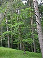 image=https://commons.wikimedia.org/wiki/File:Bergpark_Wilhelmshöhe_-_Baum_341c_2019-05-30.JPG