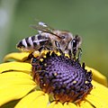 Wildbiene auf Blüte