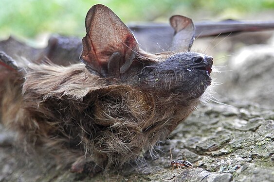 Big Brown Bat (Eptesicus fuscus), Dead