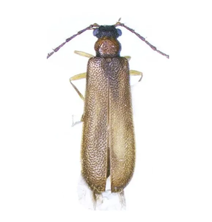 <i>Binburrum articuno</i> Species of beetle named after fictional animal Articuno