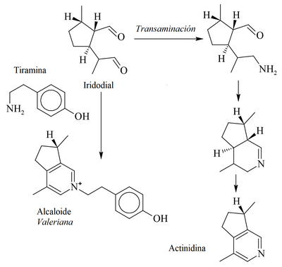 Biosyntéza aktinidinu.png