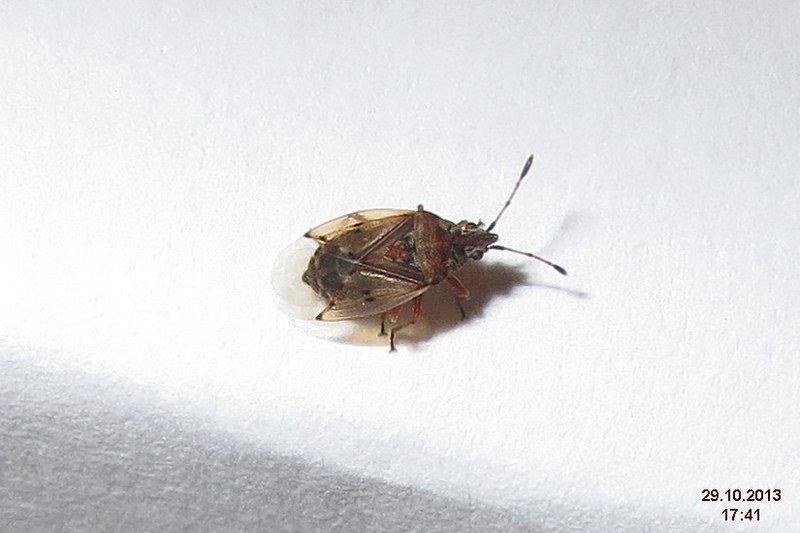 File:Birch catkin bug (kitchen) (12953787113).jpg