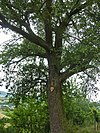 Pear tree Rauberg.jpg