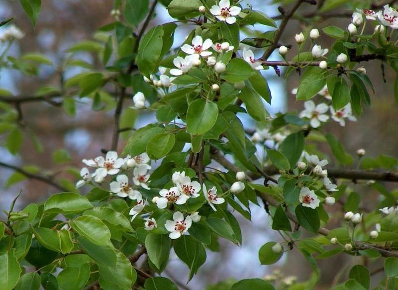 File:Birnenblüten.jpg